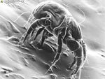 dustmites phoenix az